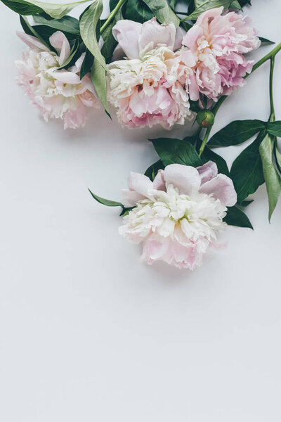 top view of light pink peonies with leaves on white