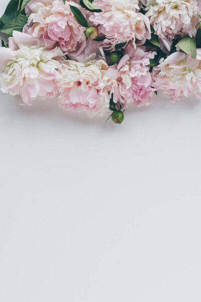 top view of light pink peony flowers on white with copy space