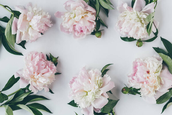 top view of frame with light pink peony flowers with leaves on white