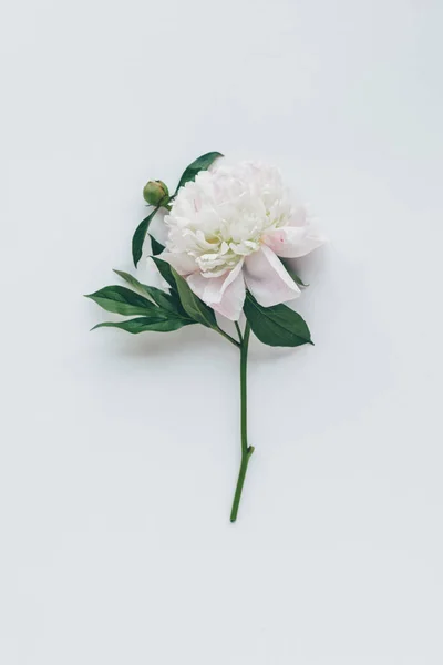 Top View White Peony Flower Leaves Isolated White — Stock Photo, Image