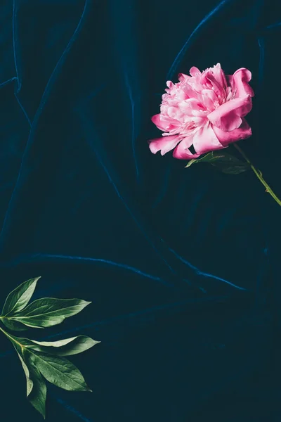 Вид Сверху Один Розовый Пионский Цветок Темной Ткани — стоковое фото