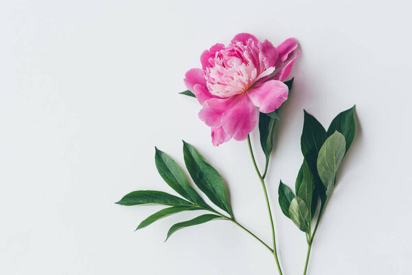 Top view of one pink peony with leaves isolated on white — Stock Image Top View One Pink Peony Leaves Isolated White Stock Image