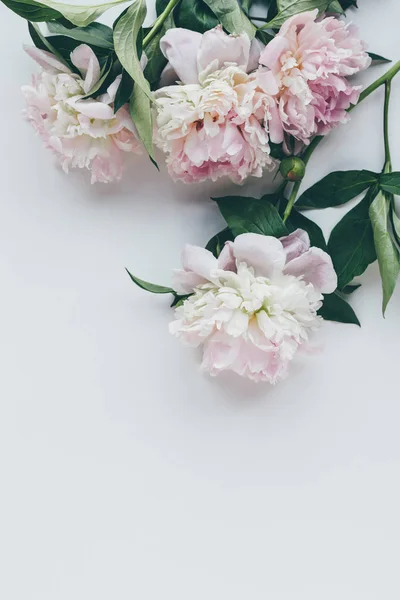 Top view of light pink peonies with leaves on white — Stock Image Top View Light Pink Peonies Leaves White Royalty Free Stock Images