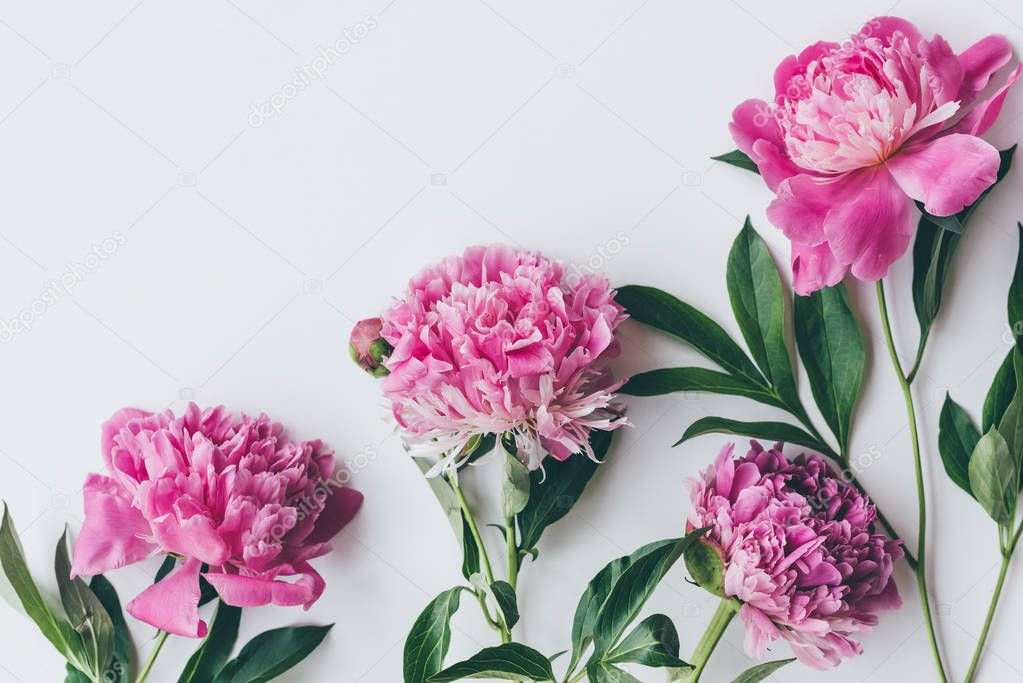 top view of fresh pink peony flowers with leaves isolated on white