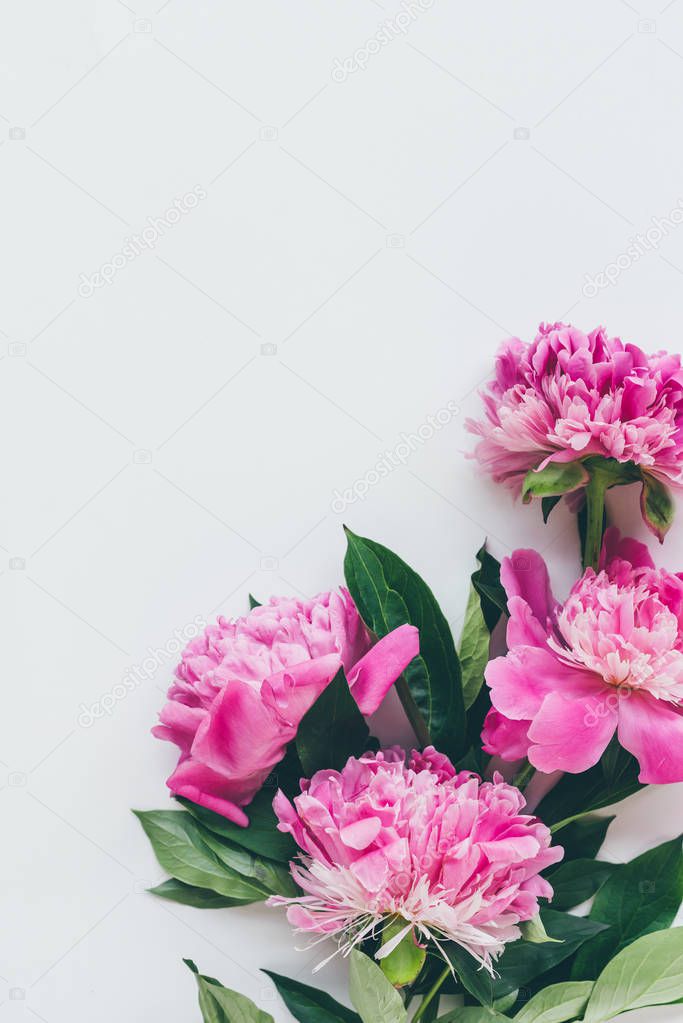 top view of pink peonies with leaves on white