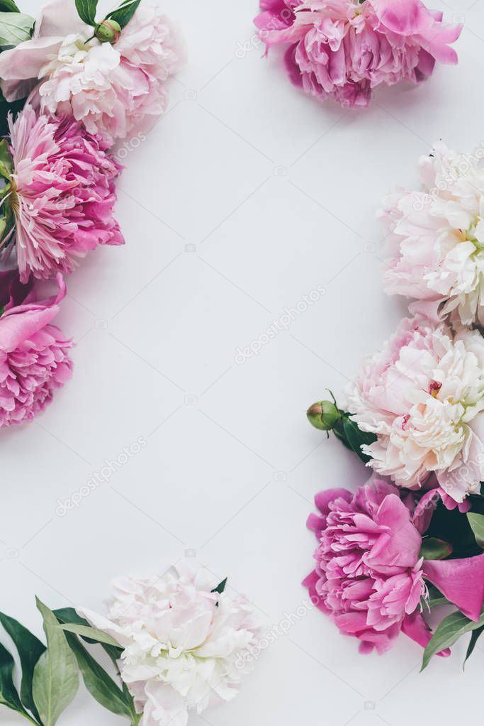top view of pink peony blooming on white with copy space