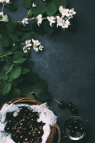 Top View White Blooming Jasmine Flowers Ripe Sweet Cherries Black — Stock Photo, Image