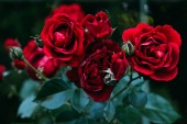 zblízka pohled na krásné červené květy růže
