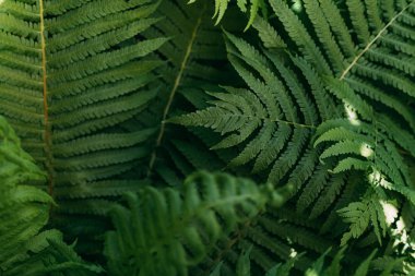 close up background with green fern leaves  clipart