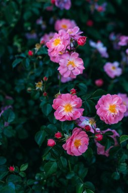 pembe gül görünümü yeşil Bush kadar kapatın