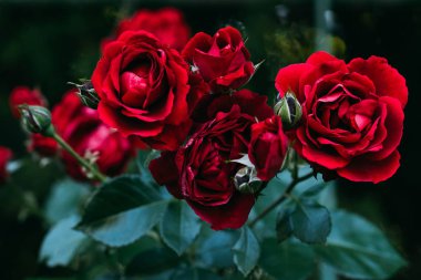 close up view of beautiful red rose flowers clipart