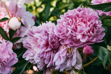 pembe peony çiçek bahçesinde yakın çekim