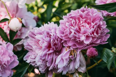 close up of pink peony flowers in garden clipart