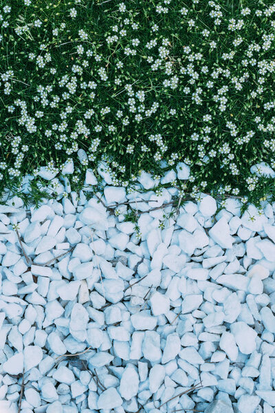 top view of little flowers and white stones background