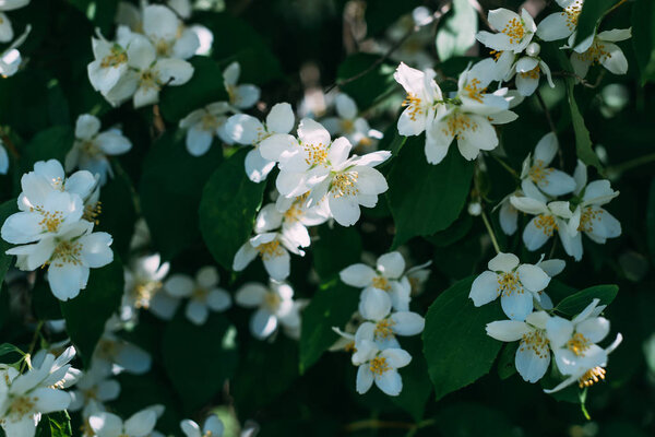 close up view of white jasmine flowers on bush