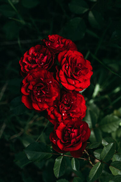 close up view of beautiful red roses