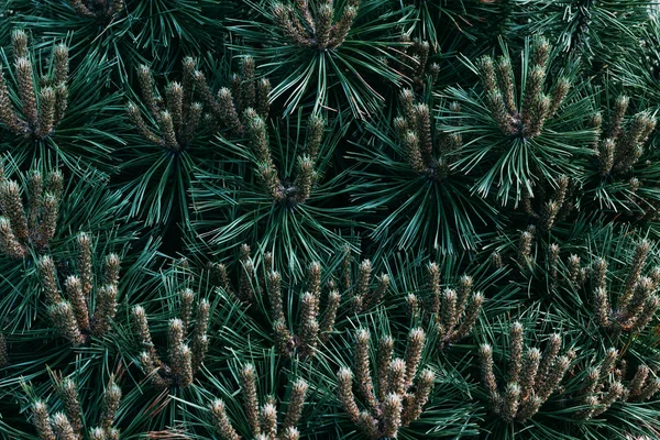 Close Van Textuur Van Groene Naaldboom — Stockfoto