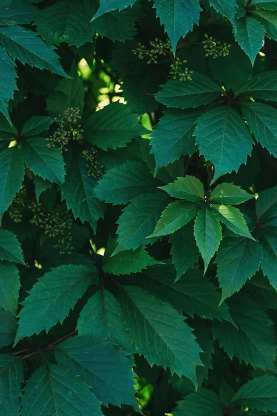 Tekstura Zielone Dzikie Liście Winogron — Zdjęcie stockowe