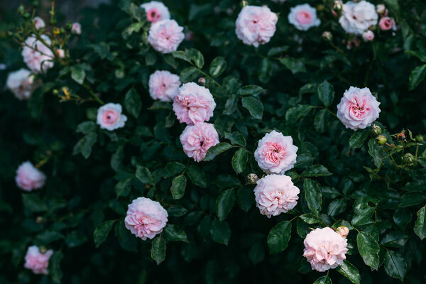 close up of beautiful light pink rose bush