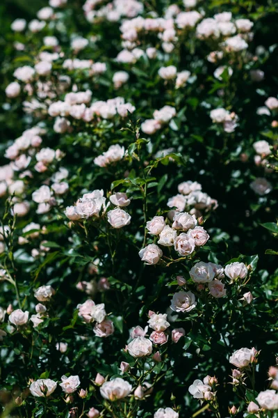 小さな光ピンクのバラ花と背景 — ストック写真