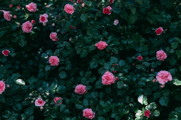 在绿灌木上特写粉红色玫瑰花的美景 — 图库照片