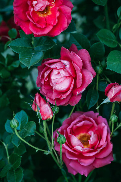 close up view of pink rose flowers with green leaves 