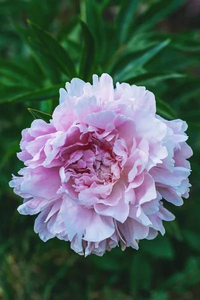 Primer Plano Flor Peonía Rosa Sobre Fondo Verde —  Fotos de Stock