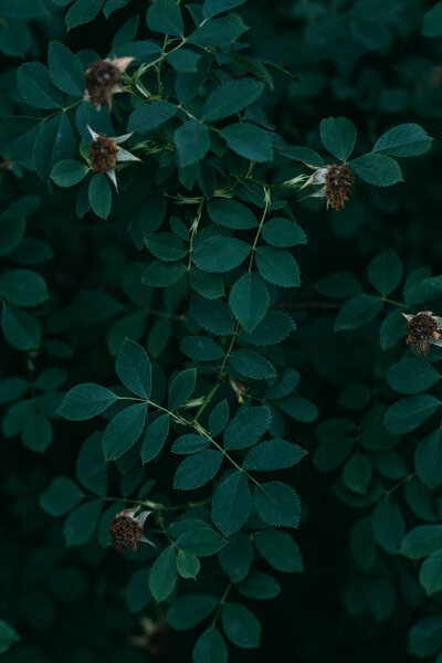 dried rose flowers on bush with green leaves 