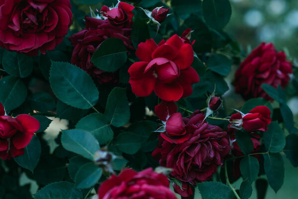 close up view of red rose flowers