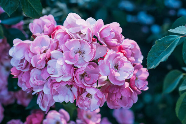 close up of botanical pink rose flowers