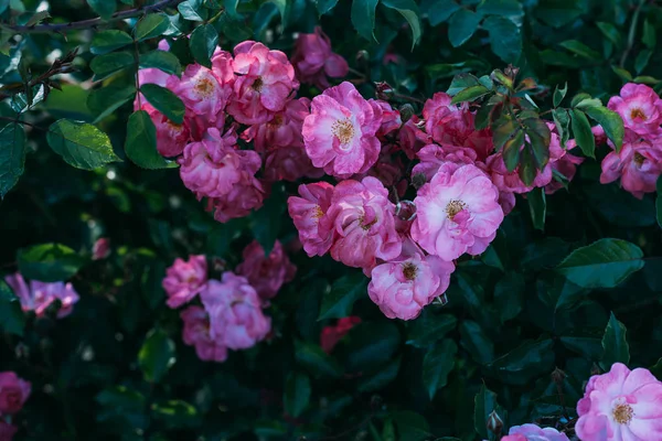 Close Pink Rose Flowers Bush Garden — Stock Photo, Image