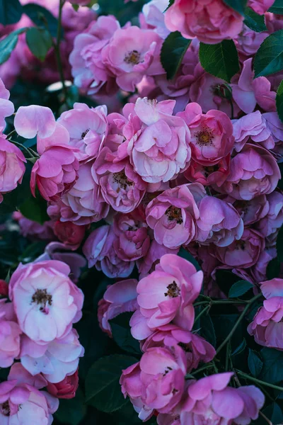 Widok Różowe Kwiaty Róży Krzaku Bliska — Zdjęcie stockowe