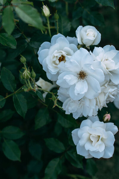close up view of white rose flowers on bush 