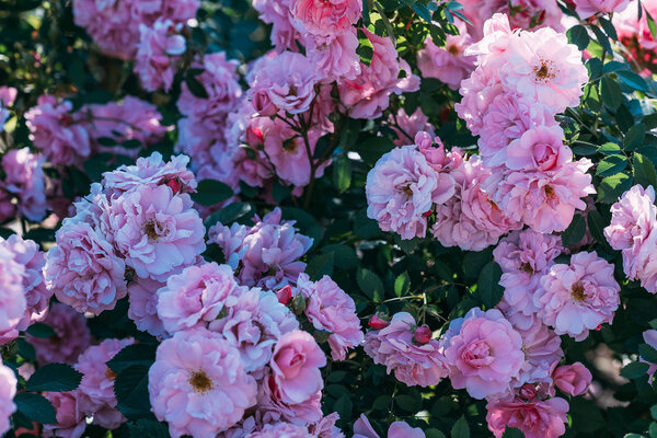 close up view of pink rose bush