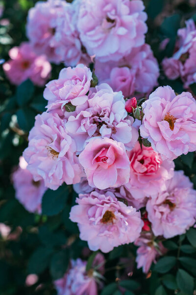 close up view of pink rose bloum
