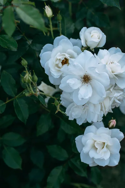 Close up view of white rose flowers on bush — Stock Image Close View White Rose Flowers Bush Stock Picture