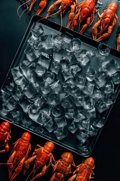 Elevated View Crayfishes Placed Rows Baking Tray Ice Cubes — Stock Photo, Image