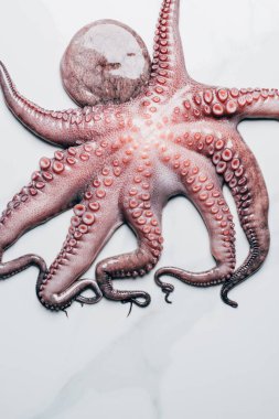 top view of big octopus on light marble surface clipart