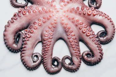 top view of big raw octopus on light marble surface clipart