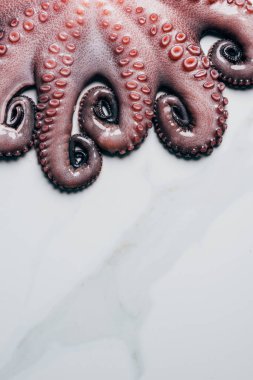 top view of tentacles of big fresh octopus on marble surface clipart