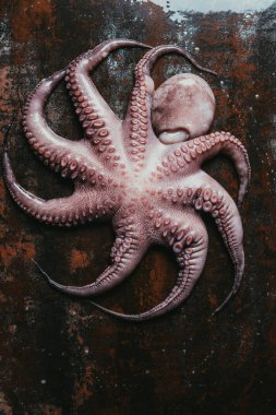 top view of big uncooked octopus on rusty metal surface clipart