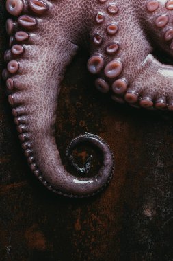 top view of uncooked octopus tentacles on rusty metal surface clipart