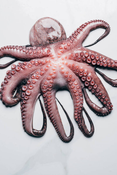 top view of big octopus on light marble surface
