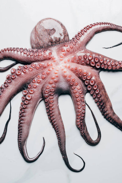 top view of big uncooked octopus on light marble surface