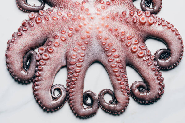 top view of big raw octopus on light marble surface