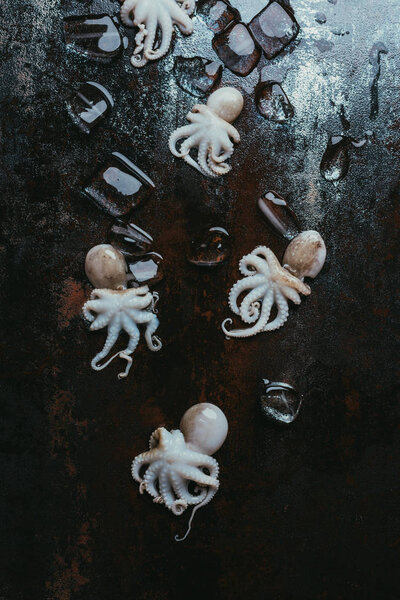 top view of little raw octopuses with ice cubes on rusty metal surface
