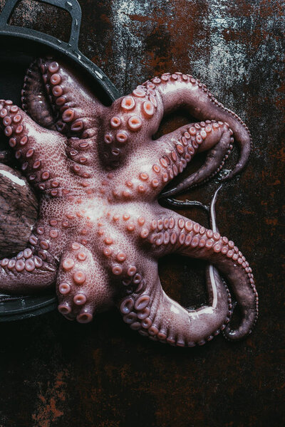 top view of big raw octopus in saucepan on rusty metal surface