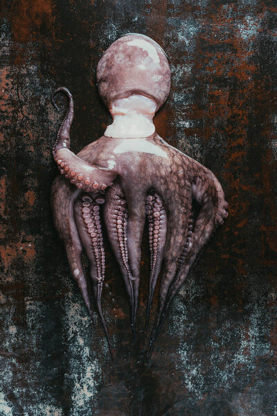 top view of big raw octopus on dark rusty surface