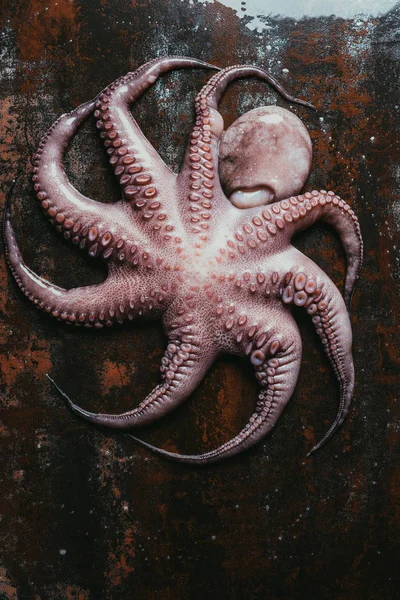Top View Big Uncooked Octopus Rusty Metal Surface — Free Stock Photo