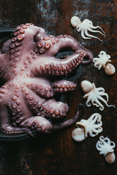 top view of one big octopus in saucepan and small octopuses on rusty metal surface